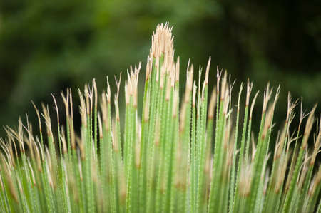 Detail of blades of grass with thorns on edgesの写真素材
