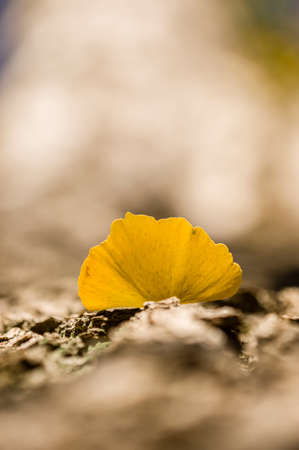 Detail of autumnal Gingko tree leaf on trunkの写真素材