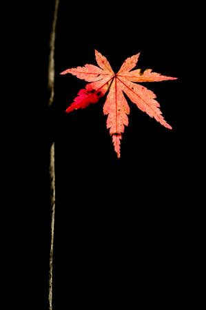 Detail of autumnal maple tree with yellow, orange, and red leaves, Acer palmatum