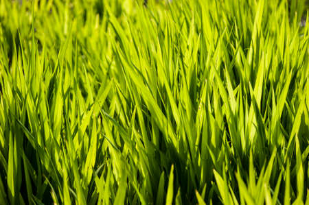 Close up of green grass in the sunの写真素材