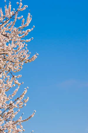 Japanese cherry tree flowers in full bloom in Springの写真素材