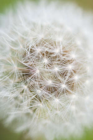 Close up of Dandelion seed head, Taraxacum officinaleの写真素材