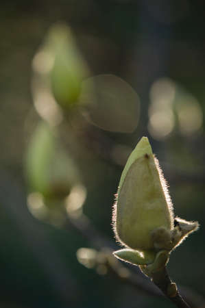 Magnolia flower buds ready to bloom in Spring with back lightの写真素材
