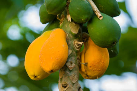 Yellow and green Mango fruits hanging from the tree, Mangifera indicaの写真素材