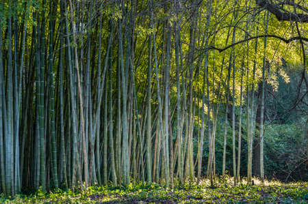 Bamboo forest edge with lateral sun lightの写真素材