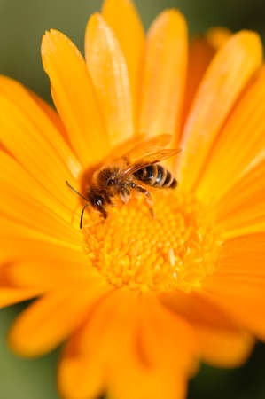 Honey bee collecting nectar and pollen on an orange daisy