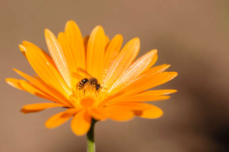 Honey bee collecting nectar and pollen on an orange daisy