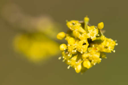 Small yellow flowers of tropical plant in full bloomの写真素材