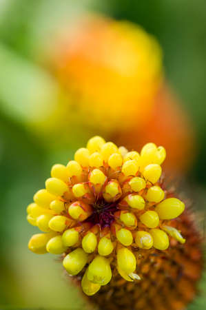 Small yellow flowers of tropical plant in full bloomの写真素材