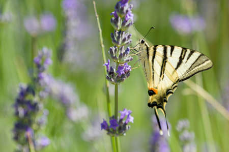 Scarce Swallowtail (Iphiclides podalirius) butterfly also called Sail or Pear-tree, on Lavander flowers.の写真素材