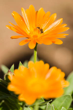 Bee on orange flower collecting pollen and nectarの写真素材