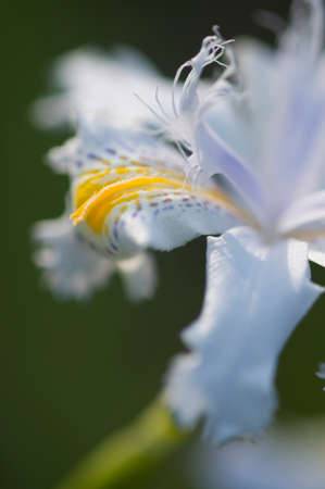 Close up of yellow and blue iris flowers under the sunの写真素材
