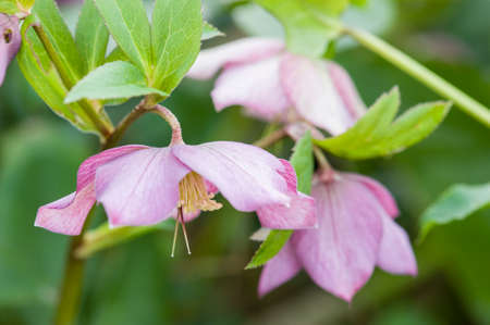 Cornus pink flowers, genus of woody plants in the family Cornaceae, dogwoods.の写真素材