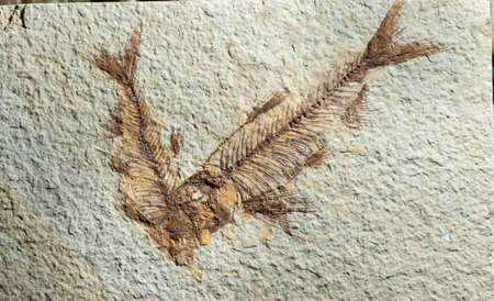 Close up Fossil fish of prehystoric era