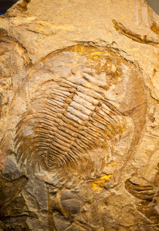 Fossil of a trilobate crustaceous with long hornsの写真素材