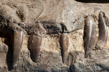 Fossilized teeth of Pliosaurus, extinct genus of thalassophonean pliosaurid from Jurassic of Europe...