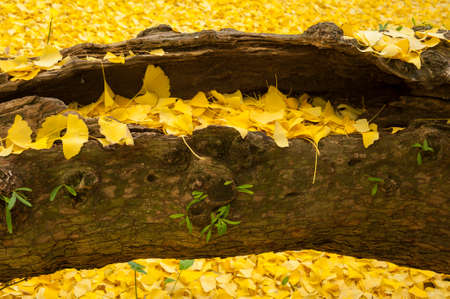 Ginkgo biloba leaves in autumn, ginkgo or gingko, maidenhair tree, is the only living species in the...