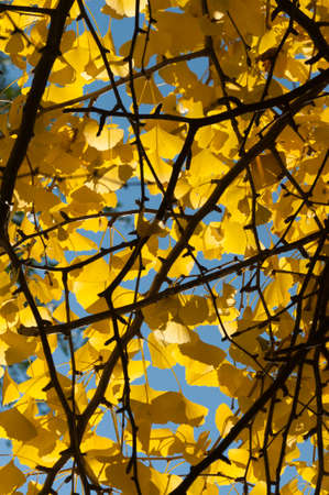 Ginkgo biloba leaves in autumn, ginkgo or gingko, maidenhair tree, is the only living species in the...
