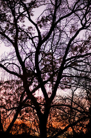 Winter trees silhouette with sunset background skyの写真素材