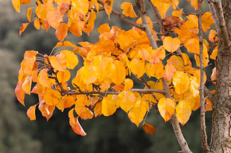 tree branch with yellow and orange leaves in Autumn