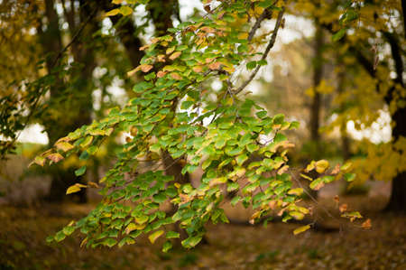 autumnal leaves of lime tree, basswood, linden, Tilia