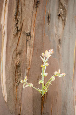 Bark detail of Plane tree trunk, Platanus native to the Northern Hemisphereの写真素材