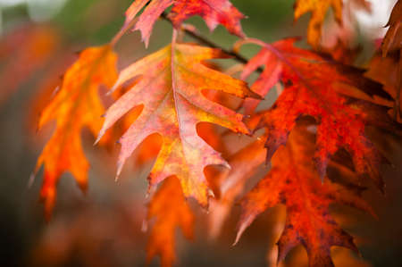 Detail of oak leaves in Autumn with orange, brown and yellow hues