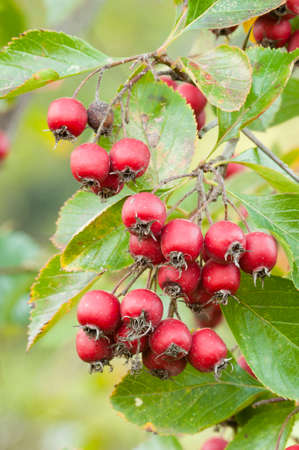 Red berries of ornamental bush in Autumn