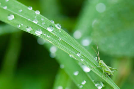 Close up of blades of green grass with water drops and small cricketの写真素材