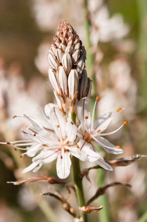 Small, pristine white flowers in full Spring bloomの写真素材