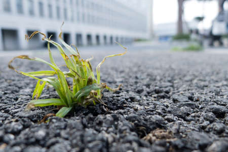 Green grass struggling to grow out of a road asphaltの写真素材