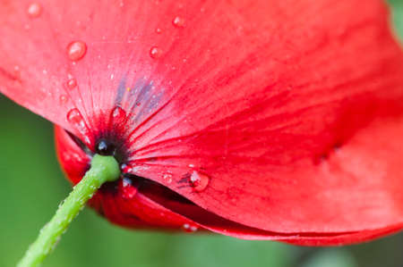 Red poppy flower bud in full bloomの写真素材