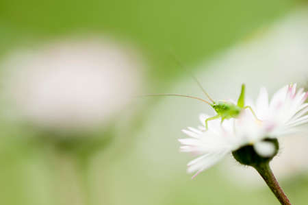 Long antenna Green grasshopper on yellow  flowerの写真素材