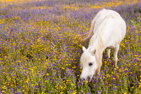 White horse grazing flowers on a fieldの写真素材