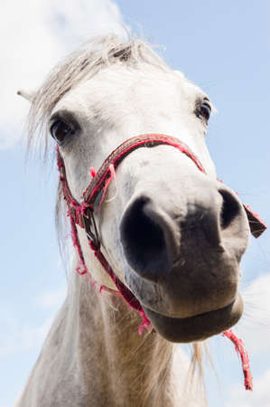 White horse close up of its headの写真素材