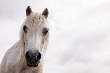 White horse close up of its headの写真素材
