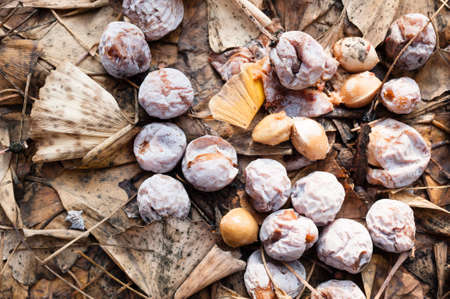 Ginkgo biloba tree fruits and leaves fallen on ground in Winter, Maidenhairの写真素材