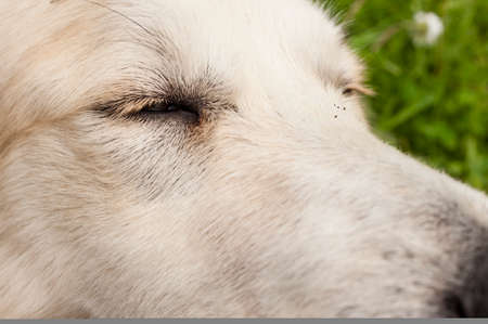 Close up of a white dog face with focus on his eye