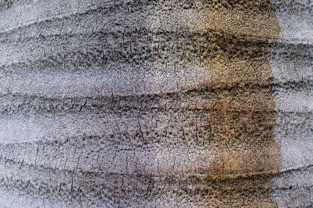 Tree Trunk detail of Jubaea chilensis, Chilean wine palm, Chile cocopalm.の写真素材