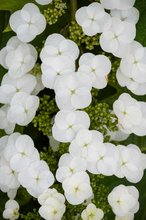 Hydrangea quercifolia flowers, oakleaf, oak-leaved, is a species of flowering plant native to the...