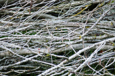 dry wood twigs and branches collected for fireの写真素材