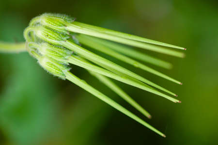 Fresh green long seeds of grass plantの写真素材