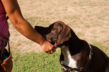 close up of brown head of dog watching intently during training session.の写真素材