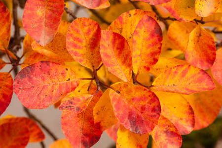 Colorful plant details of nature in Autumn seasonの写真素材