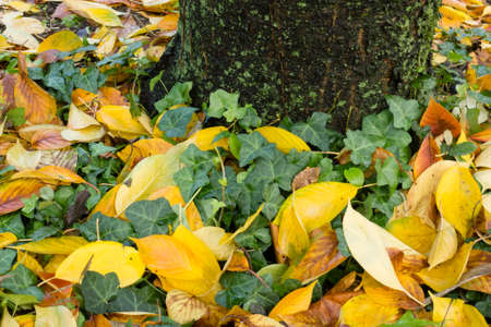 Colorful plant details of nature in Autumn seasonの写真素材