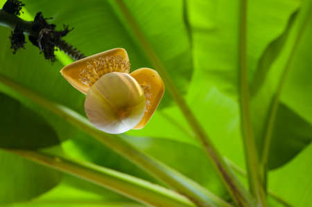 Banana tree with leaves, flowers and fruits, Musaの写真素材