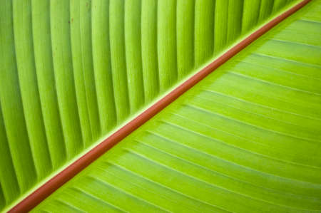Detail of leaf of Banana tree, Musa acuminataの写真素材