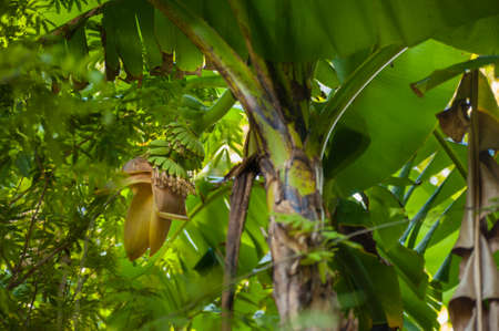 Banana tree with leaves, flowers and fruits, Musaの写真素材