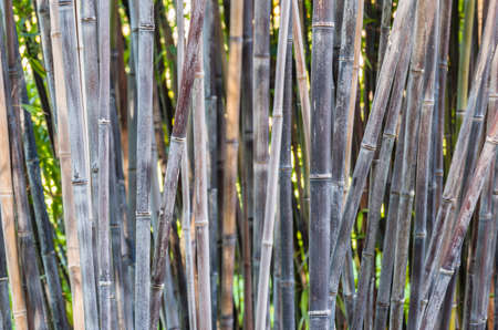 Bamboo forest detail of multicolored stems, subfamily, Bambusoideae, of flowering perennial evergreen plants in the grass family Poaceae.の写真素材