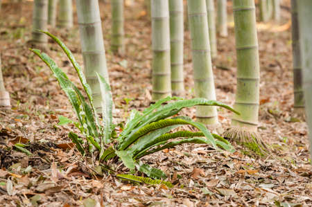 Bamboo forest detail of multicolored stems, subfamily, Bambusoideae, of flowering perennial evergreen plants in the grass family Poaceae.の写真素材